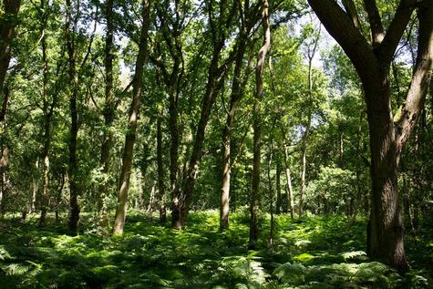 Colpac - Appealable Self-Seal Tortilla Wrap Box / Pack - Wildlife - main image